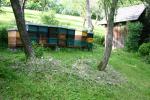 bienen im obstgarten