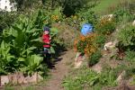 tabak, resa, tagetes, mangold, hügelbeet, sonnenblumen