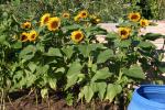 retterin der sonnenblumen vor den schnecken