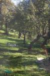 blick in den obstgarten