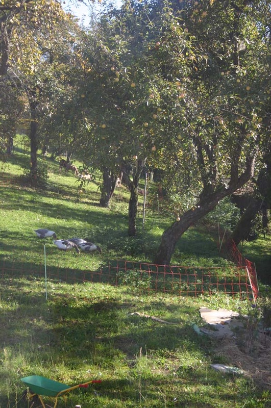 blick in den obstgarten